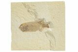 Juvenile Phareodus Fish Fossil - Scarce Species #318445-1